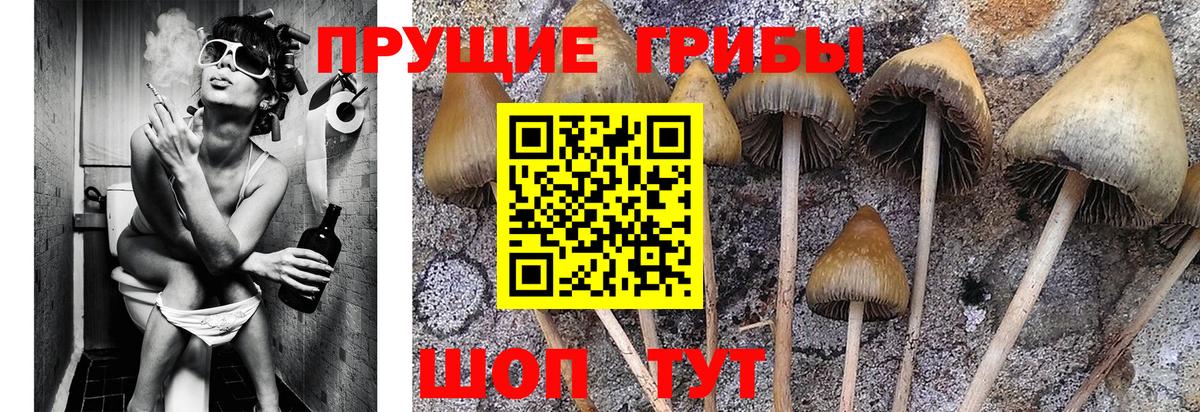 Сертолово  где купить   Галлюциногенные грибы ЛСД  Вход с VPN  Галлюциногенные грибы мицелий 